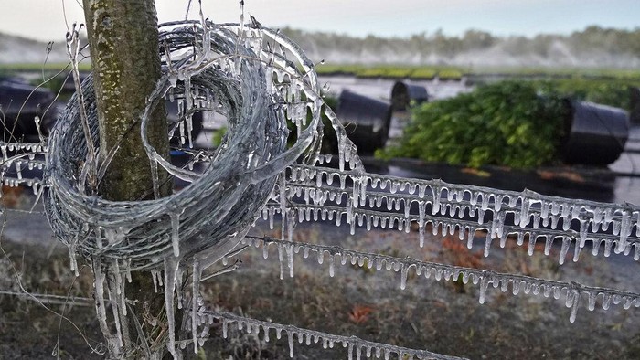 Ice clings to oranges in a grove Sunday, Jan. 30, 2022, in Plant City, Fla. Farmers spray water on their crops to help keep the fruit from getting damaged by the cold. Temperatures overnight dipped into the mid-20's. (AP Photo/Chris O'Meara)