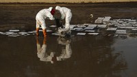 Sebagian besar lapisan licin itu tetap berada di laut dan ada kekhawatiran itu mungkin menimpa Koh Samet, sebuah pulau wisata populer yang baru mulai pulih dari kemerosotan pandemi virus corona bersama dengan bagian lain negara itu. (AP/Nava Sangthong)