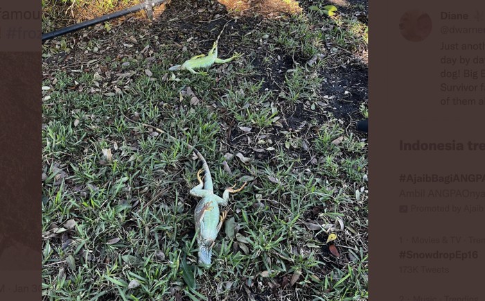 Iguana jatuh