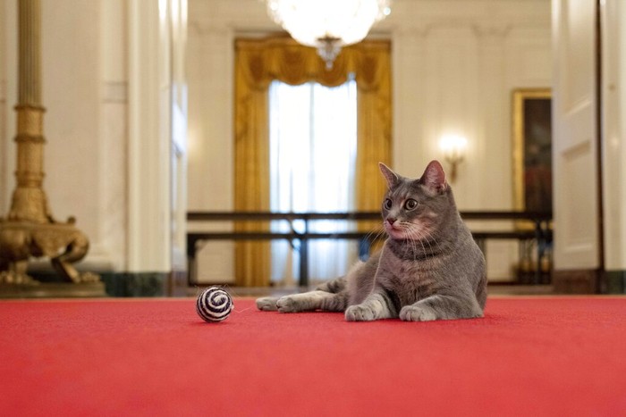 Willow, the Biden familys new pet cat, wanders around the White House on Wednesday, Jan. 27, 2022 in Washington. President Joe Biden and first lady Jill Biden have added Willow, a 2-year-old, green-eyed, gray and white feline from Pennsylvania, to their pet family. (Erin Scott/The White House via AP)