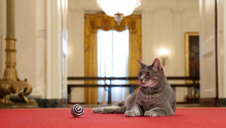 Kenalkan Willow, Kucing Penghuni Baru Gedung Putih Willow, the Biden familys new pet cat, wanders around the White House on Wednesday, Jan. 27, 2022 in Washington. President Joe Biden and first lady Jill Biden have added Willow, a 2-year-old, green-eyed, gray and white feline from Pennsylvania, to their pet family. (Erin Scott/The White House via AP)