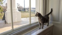 Willow dinamai kota kelahiran ibu negara Willow Grove, Pennsylvania. Michael LaRosa, juru bicara ibu negara mengatakan, Tabby berambut pendek membuat Jill Biden terkesan setelah dia melompat ke atas panggung dan menyela ucapannya selama kampanye 2020 di Pennsylvania.