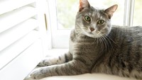 Jill Biden berencana membawa seekor kucing ke Gedung Putih usai suaminya menang pemilu. Setelah berbulan-bulan berlalu tanpa ada kabar, pada bulan lalu, Gedung Putih mengatakan kucing itu akan datang pada bulan Januari.