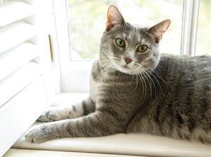 Benarkah Kucing Bisa Melihat dalam Gelap?