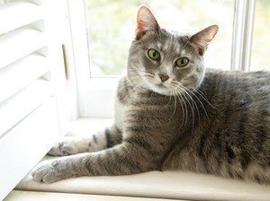 Benarkah Kucing Bisa Melihat dalam Gelap?