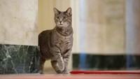 Terakhir kali kucing mendiami Gedung Putih pada masa Presiden George W. Bush. Saat itu, Bush Jr memelihara kucing yang diberi nama India. Sebelumnya, Presiden Bill Clinton memelihara kucing yang diberi nama Socks.