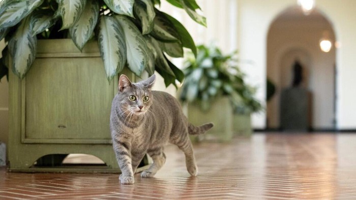 Kenalkan Willow, Kucing Penghuni Baru Gedung Putih Willow, the Biden family's new pet cat, wanders around the White House on Wednesday, Jan. 27, 2022 in Washington. President Joe Biden and first lady Jill Biden have added Willow, a 2-year-old, green-eyed, gray and white feline from Pennsylvania, to their pet family. (Erin Scott/The White House via AP)