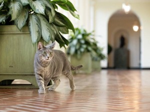 Kisah Muezza, Kucing Kesayangan Rasulullah SAW
