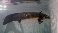 Panjangnya mencapai 1,2 meter dengan berat 18,1 kg. Ada hal yang unik tentang bagaimana ikan ini bernapas, yaitu menggunakan paru-paru dan insang. (AP/Jeff Chiu)
