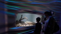 Menurut perawatnya, Methuselah berjenis kelamin betina. Meski sebenarnya susah untuk mengetahui jenis kelamin ikan pada spesies tertentu. (AP/Jeff Chiu)