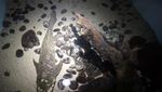 Potret Ikan Akuarium Tertua di Dunia!