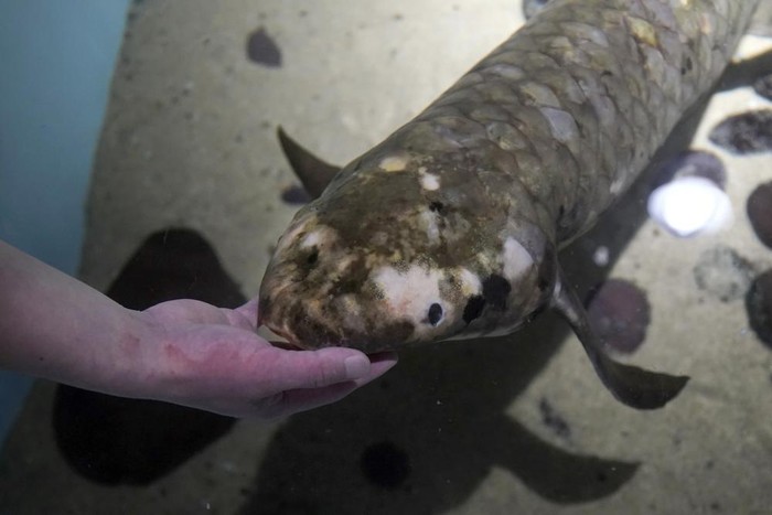 Methuselah dipercaya menjadi ikan aquarium tertua di dunia. Seperti apa bentuknya?
