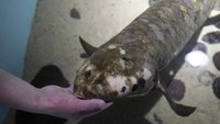 Ikan ini suka makan buah ara yang segar. Makanan sehari-harinya adalah Blueberry organik,anggur, hingga ikan, kerang, dan udang. (AP/Jeff Chiu)