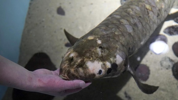 Methuselah dipercaya menjadi ikan aquarium tertua di dunia. Seperti apa bentuknya? Methuselah dipercaya menjadi ikan aquarium tertua di dunia. Seperti apa bentuknya?