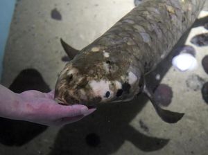 7 Fakta Ikan Methuselah, Ikan Tertua di Akuarium Amerika