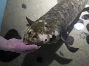 7 Fakta Ikan Methuselah, Ikan Tertua di Akuarium Amerika