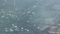 Dua video merekam adanya sampah medis bekas rapid test antigen penumpang yang akan menyeberang ke Bali. Video pertama berdurasi 30 detik menunjukkan adanya rapid test kits yang terdiri dari ribuan cotton buds rapid test antigen mengambang. Sementara video kedua, terdapat beberapa rapid test antigen kits yang dibuang dan dibakar di pinggir pantai.