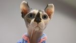 Potret Kucing-kucing Menggemaskan di Kontes Internasional