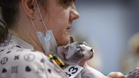 Seorang wanita memegang kucing Sphynx-nya menunggu penilaian, selama International Cat Show di Sochi, Rusia.