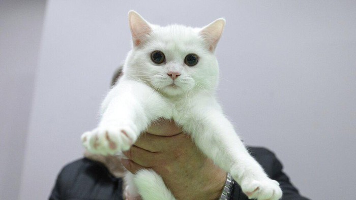 An Elf cat is photographed, during the International Cat Show in Sochi, Russia, Saturday, Jan. 29, 2022. About hundred cats competed in an international competition held on the Black Sea resort of Sochi. (AP Photo/Ekaterina Lyzlova)