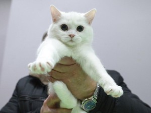 Pengumuman Lur! Jadwal Vaksinasi Rabies Gratis untuk Anabul di Jogja