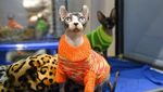 Potret Kucing-kucing Menggemaskan di Kontes Internasional