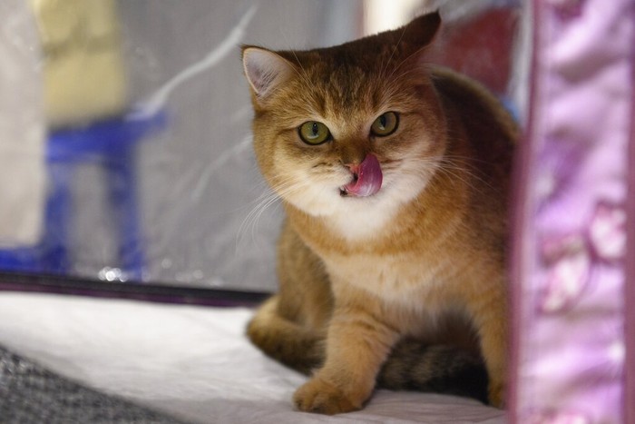An Elf cat is photographed, during the International Cat Show in Sochi, Russia, Saturday, Jan. 29, 2022. About hundred cats competed in an international competition held on the Black Sea resort of Sochi. (AP Photo/Ekaterina Lyzlova)