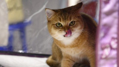 Potret Kucing-kucing Menggemaskan di Kontes Internasional