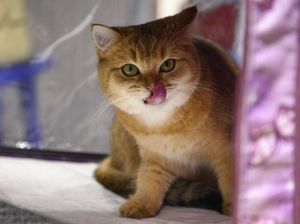 6 Kucing Paling Mematikan di Dunia, Kamu Pernah Melihat?