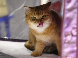 6 Kucing Paling Mematikan di Dunia, Kamu Pernah Melihat?