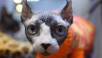 Potret Kucing-kucing Menggemaskan di Kontes Internasional
