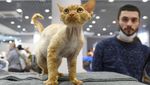 Potret Kucing-kucing Menggemaskan di Kontes Internasional