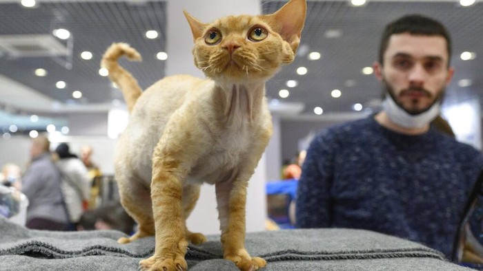 Potret Kucing-kucing Menggemaskan di Kontes Internasional An Elf cat is photographed, during the International Cat Show in Sochi, Russia, Saturday, Jan. 29, 2022. About hundred cats competed in an international competition held on the Black Sea resort of Sochi. (AP Photo/Ekaterina Lyzlova)