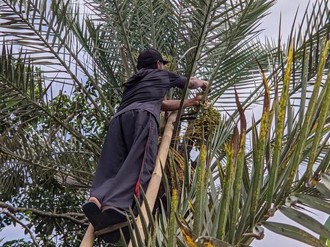 Pria di Ponorogo Gratiskan Kurma Muda Miliknya