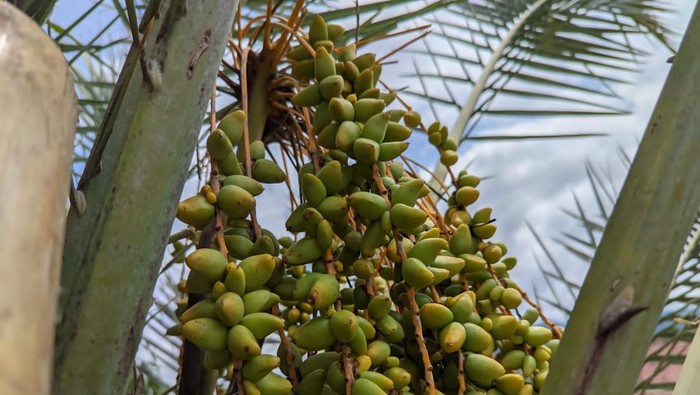 Pria di Ponorogo Gratiskan Kurma Muda Miliknya