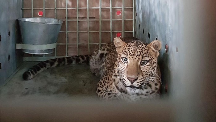 Rasi si macan tutul betina (istimewa Dokumen Balai TNGC)