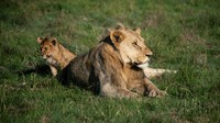 Setelah wilayah cheetah mapan, iklimnya tepat untuk membawa kembali singa, sebuah langkah penting bagi Samara dan kawasan Great Karoo.
