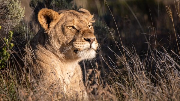 Di Great Karoo, hamparan sabana semi-kering yang luas di Afrika Selatan, singa dan cheetah pernah berkeliaran. Kemudian, wilayah itu jadi ladang pertanian dipagari dan dijaga dengan senjata. Pada tahun 1840-an singa hilang. Disusul citah pada tahun 1870-an.