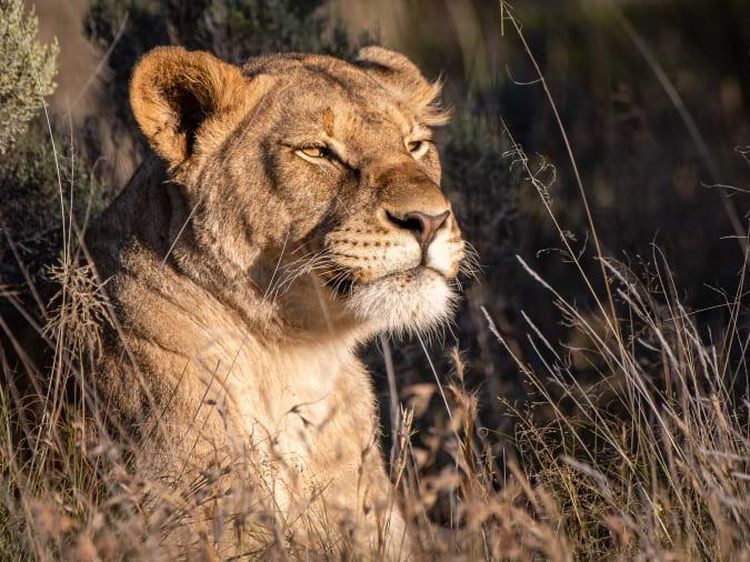 Dulu Ladang, Kini Jadi Rumah Singa dan Citah