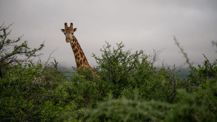 Samara Private Game Reserve