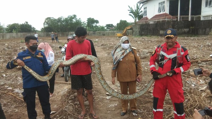 Ular sanca gegerkan warga Makassar (Dok. Istimewa)