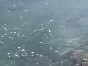 Dinkes Banyuwangi Investigasi Pembuangan Limbah Medis Tes Antigen di Selat Bali