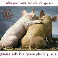 Curahan hati para babi menjelang Hari Raya Imlek. Jadi pada pengin operasi plastik deh.. Foto: 1cak.com