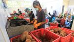 Melihat Industri Minyak Kelapa di Tengah Mahalnya Minyak Sawit
