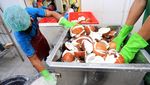Melihat Industri Minyak Kelapa di Tengah Mahalnya Minyak Sawit
