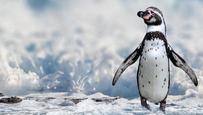 Penguin Humboldt