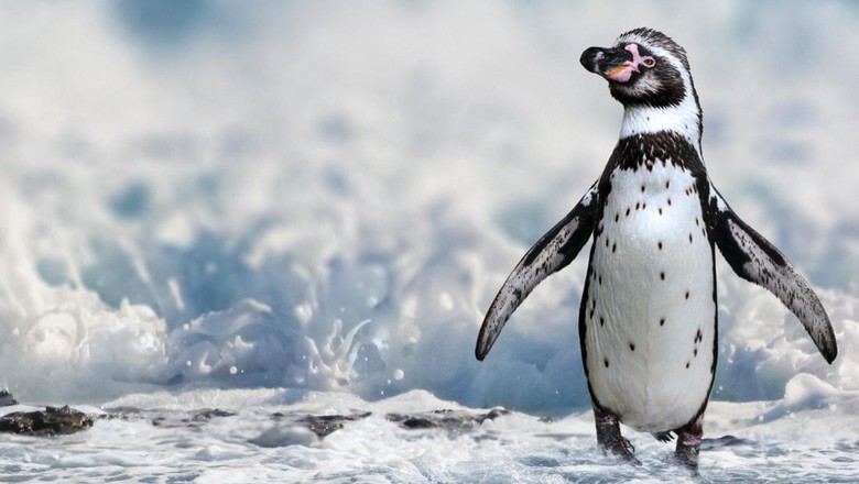 Penguin Humboldt Penguin Humboldt