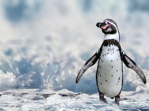 Lho, Penguin Sesama Jenis Ini Jadi Bapak