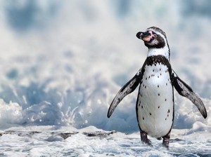 Lho, Penguin Sesama Jenis Ini Jadi Bapak
