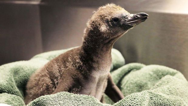 Penguin Humboldt
